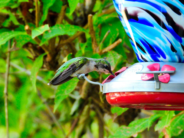 Hummingbird on feeder: Ruby-throated hummingbird perched and drinking nectar from a hummingbird feeder situated in a garden on a summer day showing his newly grown red feathers on his throat - Photo, Image