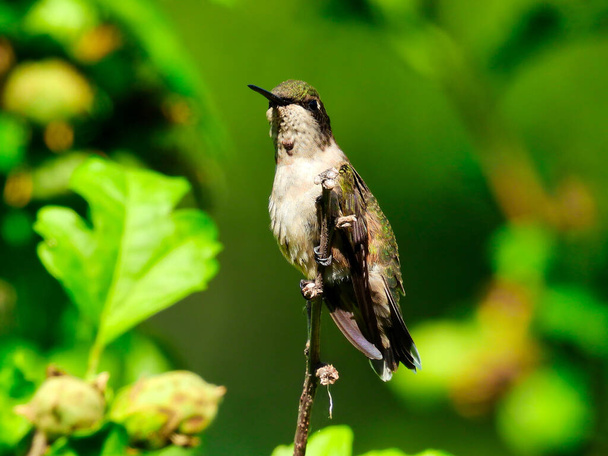 Un jeune colibri mâle à gorge rubis montre sa plume rouge unique sur sa gorge alors qu'il est perché sur une branche d'arbre au soleil un jour d'été entouré de feuilles vertes - Photo, image