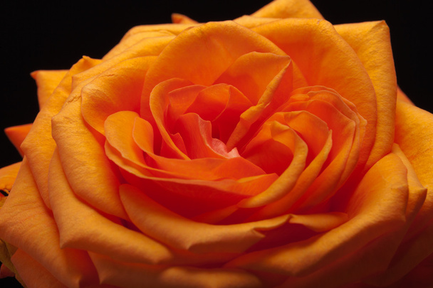 Zavřít obrázek jediného oranžové růže - Fotografie, Obrázek