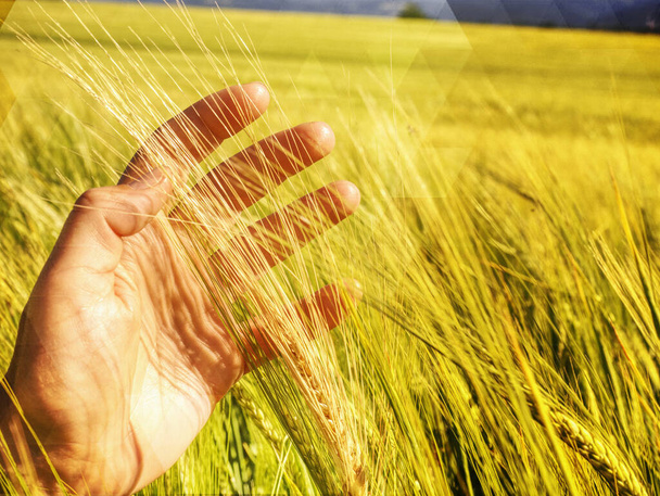 畑でシリアルを持っている農家の手。手の女性農業農村のシーンの大麦のフィールドに触れる。アブストラクトフィルター. - 写真・画像