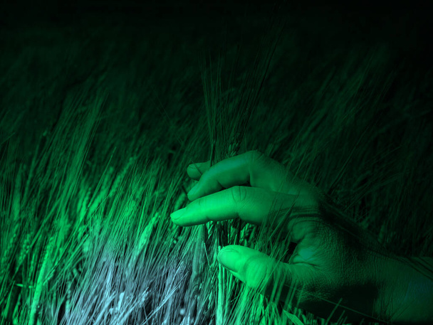 Agricultural concept, Closed up young woman hand holding ear of barley in field with warm sunrise.  Abstract filter. - Photo, Image