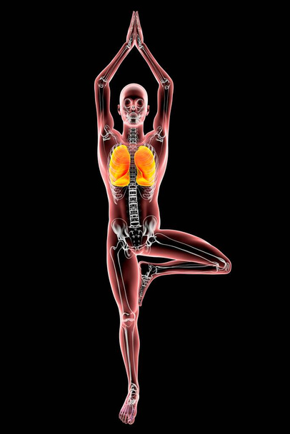 Respirační regulace a dýchání v józe. Anatomie stromu jógy, nebo Vrikshasana. 3D ilustrace zobrazující mužské lidské tělo se zvýrazněnými plícemi a kostrou - Fotografie, Obrázek