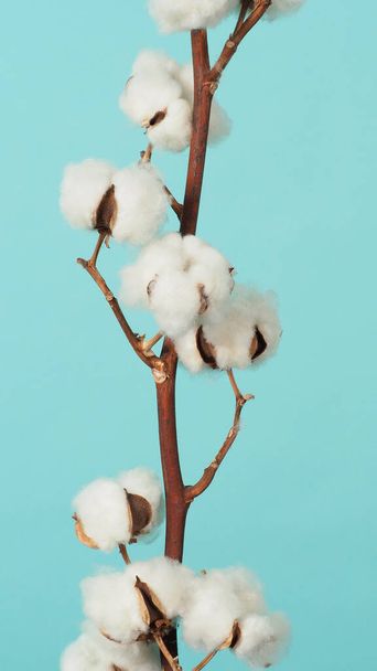 Cotton branch. Real delicate soft and gentle natural white cotton balls flower branches on light green background. Flowers composition. flat lay. top view. minimal style. - Photo, Image