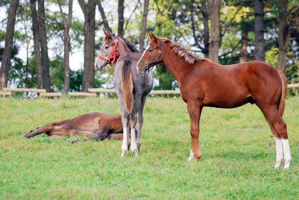 Dos caballos jóvenes en el pasto
 - Foto, imagen