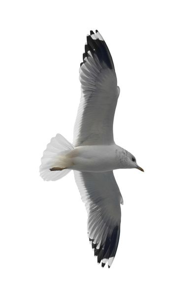 Летающая чайка
 - Фото, изображение