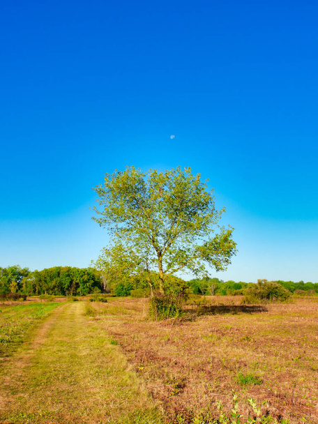 Un arbre solitaire dans une prairie alors que ses feuilles tournent pour l'automne par une journée ensoleillée d'automne avec un ciel bleu vif et une lune brillante en plein jour au-dessus de l'arbre dans une vue panoramique du paysage - Photo, image