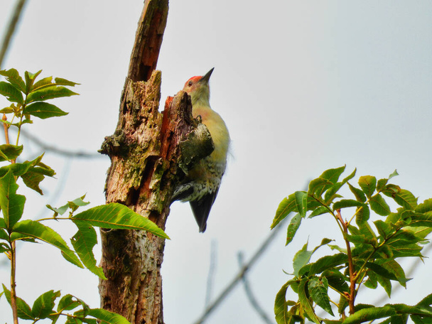 Pájaro carpintero en el árbol: pájaro carpintero de vientre rojo posado al lado de un tronco de árbol muerto mirando hacia arriba en un cielo nublado y gris con hojas verdes que se muestran a continuación. - Foto, imagen