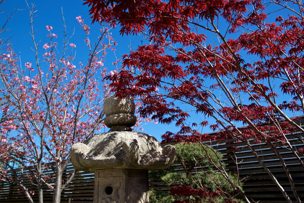 A beautiful Japanese maple tree and pink cherry flowers in the Japanese garden setting - Photo, Image