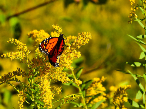 Monarchfalter frisst Goldrute Gelbe Wildblume mit ausgestreckten Antennen und eingeklappten orangen und schwarzen Flügeln, um gelbe Flügelunterseite mit verschwommenem Wiesenhintergrund zu sehen - Foto, Bild