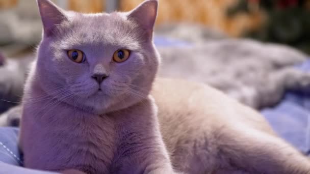 Muotokuva Unelias Britannian Kotimainen kissa, joka, Nukahtaminen, Kellot Movement - Materiaali, video