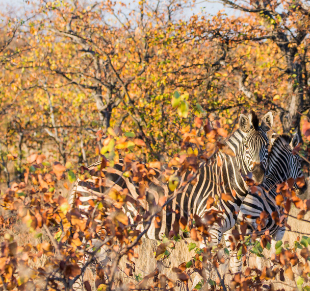 Zebra w afrykańskim krzaku, Republika Południowej Afryki - Zdjęcie, obraz