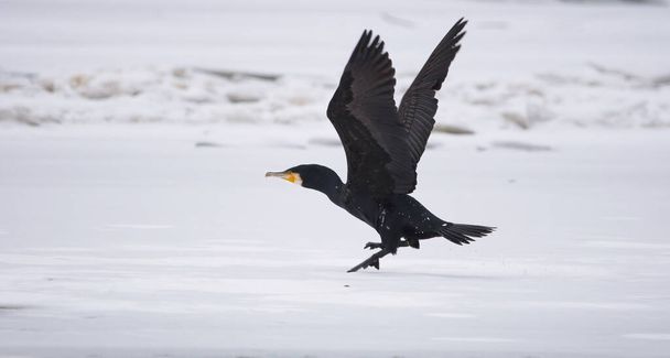冬には凍った川を飛ぶ大きな黒い鵜(Phalacrocorax carbo) 。選択的焦点 - 写真・画像