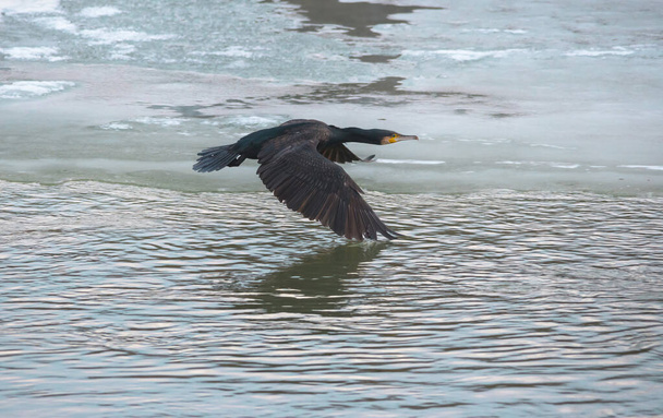 Wielki czarny kormoran (Phalacrocorax carbo) latający nad zamarzniętą rzeką, w zimie. Skupienie selektywne - Zdjęcie, obraz
