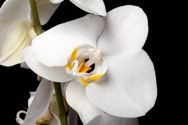 Orquídea blanca aislada en negro
 - Foto, Imagen