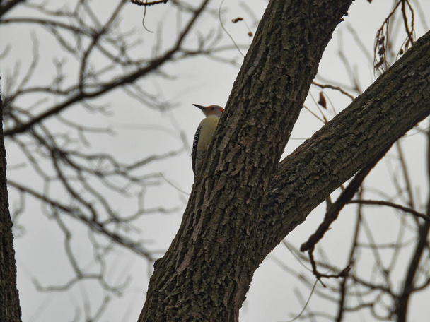 Pájaro carpintero en el árbol: pájaro carpintero de vientre rojo mira su cabeza alrededor de una parte del tronco de un árbol mostrando su pico y plumas rojas de la cabeza en un día tormentoso y nublado - Foto, imagen