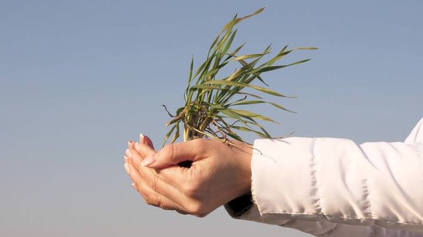 Женщина-фермер держит в ладонях экологически чистый росток. Молодой росток пшеницы в руках агронома. Руки деловой женщины-агронома, держите зеленые ржаные саженцы пальмами в небе - Фото, изображение