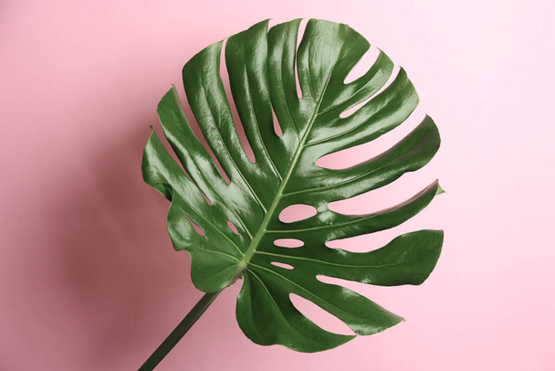 Beautiful monstera leaf on pink background. Tropical plant - Fotoğraf, Görsel