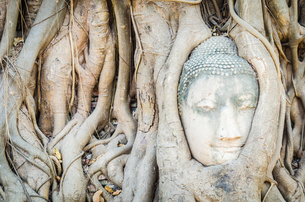 hoofd Boeddhabeeld onder wortel boom in ayutthaya thailand - Foto, afbeelding