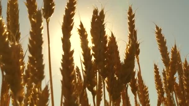 Spikelets of wheat with grain shakes the wind. Grain harvest ripens in summer. Field of ripening wheat against the blue sky. Agricultural business concept. Environmentally friendly wheat - Footage, Video