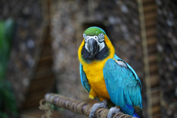 Arara azul e amarela (Ara ararauna), papagaio-da-arara no fundo da natureza - Foto, Imagem