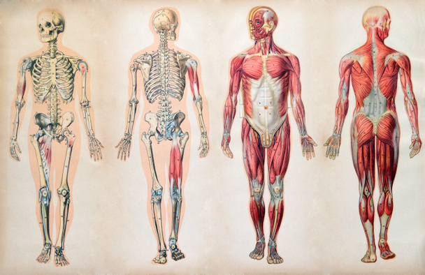 régi vintage anatómiai ábrák az emberi test - Fotó, kép