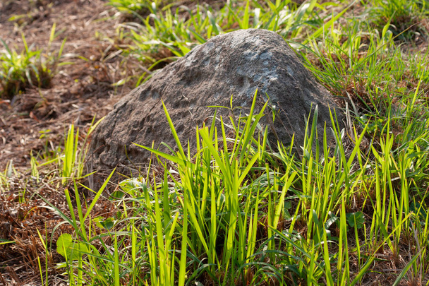 2 Dic 2006 Piedra en el suelo cerca de hierba verde en el campo - Foto, Imagen