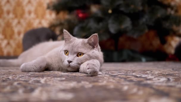 Gato vermelho britânico cinzento engraçado com olhos verdes encontra-se para baixo sob a árvore de Natal - Filmagem, Vídeo