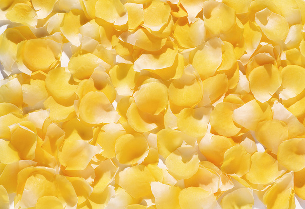achtergrond van delicate gele bloemblaadjes - Foto, afbeelding