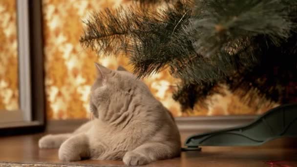 Chat gris drôle de race britannique assis et suit les mouvements sous l'arbre de Noël - Séquence, vidéo