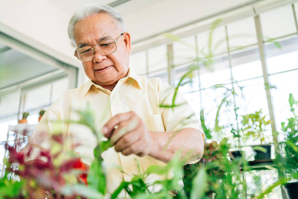 Közelkép egy ázsiai nyugdíjas nagyapa szeret vigyázni a növények egy beltéri kertben a házban egy mosollyal és boldogsággal. Nyugdíjba vonulás. - Fotó, kép