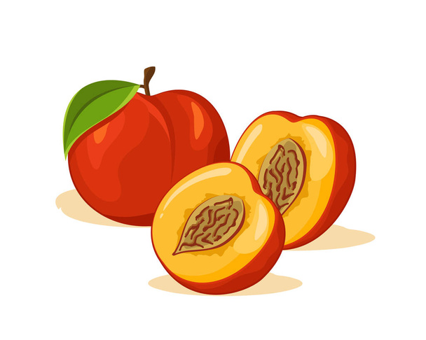 Desenho vetorial de frutos de pêssego, fruta inteira e metade - Vetor, Imagem