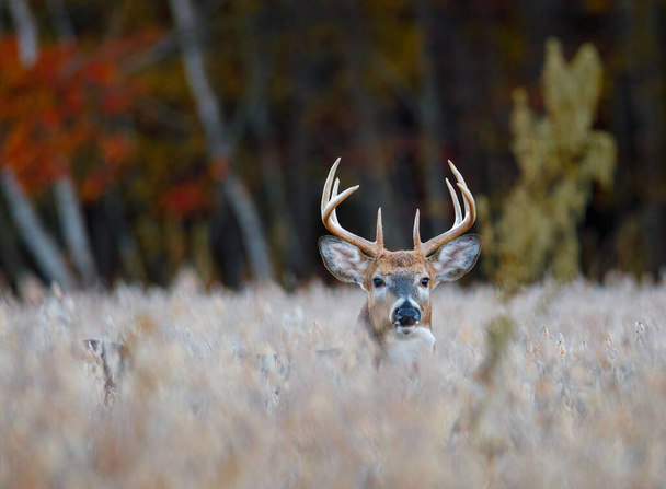 White-tailed buck (Odocoileus virginianus) on alert in a soybean field during autumn. Selective focus, background blur and foreground blur. - Photo, Image