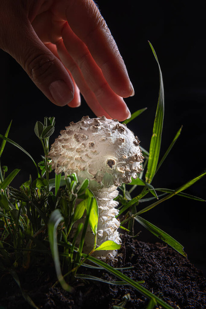 Close-up of small white Amanita mushroom on black. It is a rare variety of amanita, called vittadinnii. Considered as eatable in some countries. Hand of woman is ready to touch it. Selective focus.  - Photo, Image
