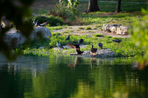 Домашні качки і голуби на протилежному березі озера, що відновлюється в зграї, посадка і догляд
 - Фото, зображення
