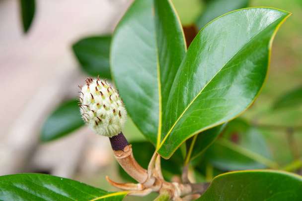 Magnolia grandiflora fruit met zaden close-up shot. - Foto, afbeelding