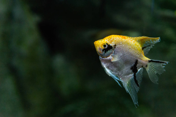 Portrait of freshwater angelfish or Scalare, Pterophyllum scalare, orange black white silver color. - Photo, Image