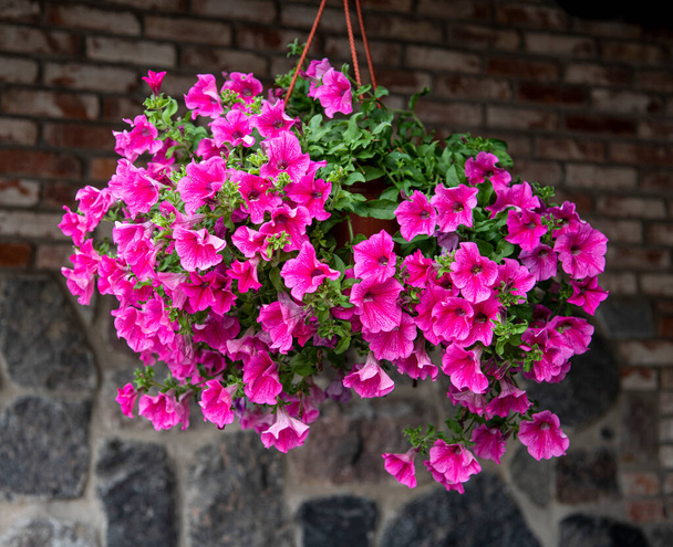 Beaux pétunias violets dans des pots suspendus à l'extérieur en été - Photo, image
