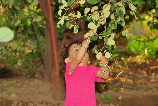 Un pequeño niño indio arrancando las frutas en crecimiento de los frutos del jujube crudo y verde - Foto, Imagen