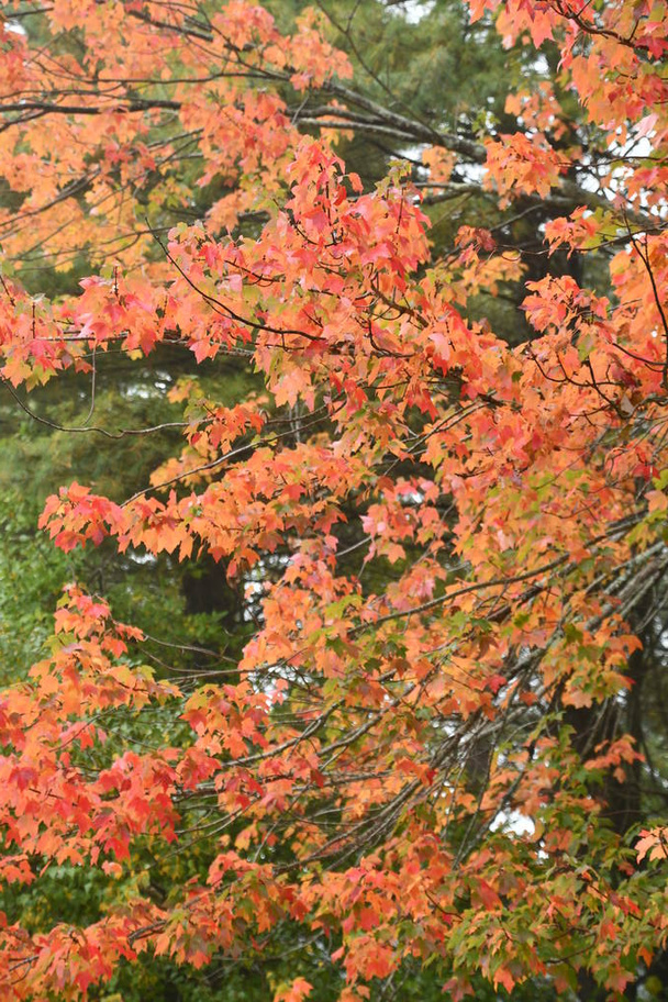 Осенние цвета в Новой Англии США - Фото, изображение