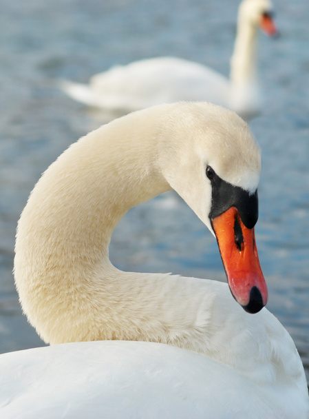 Hermoso cisne blanco
. - Foto, imagen