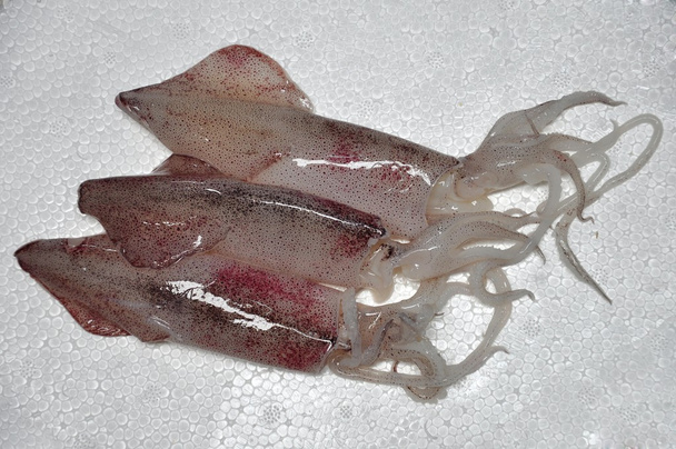 calamars - Photo, image