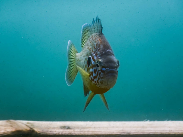 pumpkinseed ψάρια ρέει πάνω από μια ξύλινη πλατφόρμα, ενώ καταδύσεις - Φωτογραφία, εικόνα