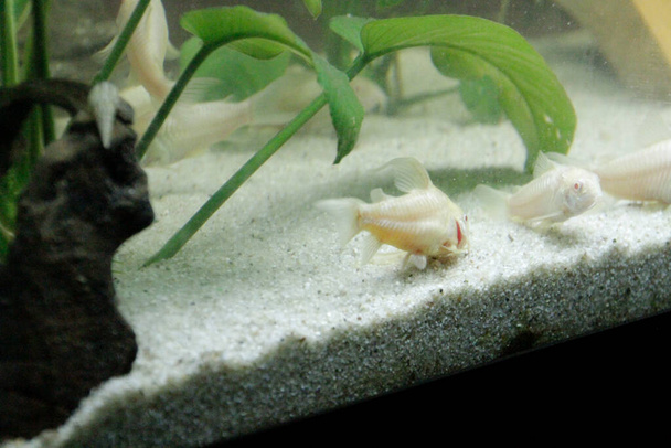 piękne albinos corydoras Corydoras brąz aeneus ryby słodkowodne w akwarium. Wysokiej jakości zdjęcie - Zdjęcie, obraz