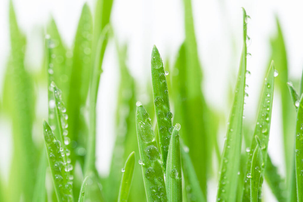 Свежая зеленая трава пшеницы с капельками росы, роса пшеницы - Фото, изображение