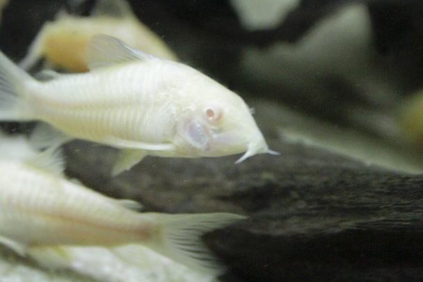 hermoso albino corydoras Corydoras bronce aeneus peces de agua dulce en el acuario. Foto de alta calidad - Foto, imagen