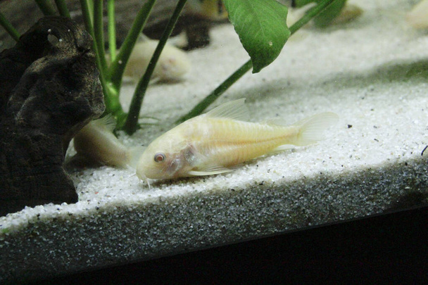bela albino corydoras Corydoras bronze aeneus peixes de água doce no aquário. Foto de alta qualidade - Foto, Imagem