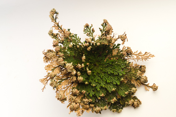 falsa rosa de planta de jericó em um fundo branco close up macro detalhes natureza fotográfica - Foto, Imagem