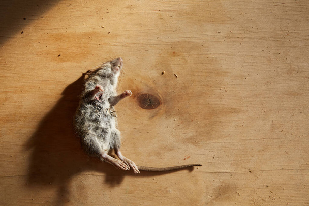 Мертвая мышь лежит на деревянном фанерном фоне и отбрасывает тень. Ужасный год крысы. Животное, отравленное ядом. - Фото, изображение