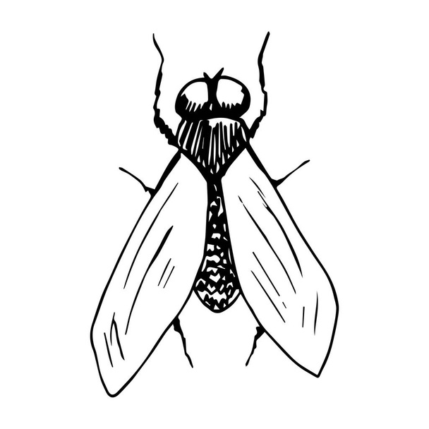 vector illustration of a fly - Vector, Image