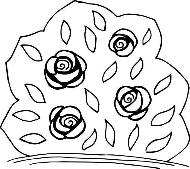 illustrazione vettoriale di rose in bianco e nero - Vettoriali, immagini